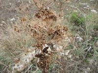 154_Wanderung durchs Mistra-Tal_Ferulapflanze