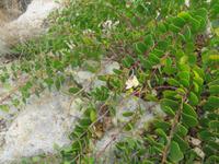 156_Wanderung durchs Mistra-Tal_Kapernstrauch