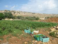 162_Wanderung durchs Mistra-Tal