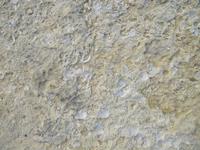 237_Wanderung von Ta Pino zu den Salzsalinen von Marsalforn_Muschelfossilien