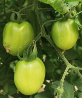 Diese Eiertomaten brauchen noch eine Weile, Malta