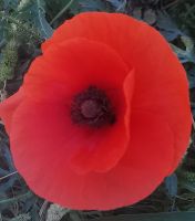 Mohnblume am Feldrand, Malta