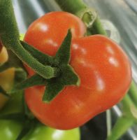 Die glücklichen Tomaten wachsen gleich herzförmig, Malta