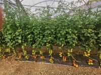 Die unglaublich üppig wachsenden Tomaten, Malta