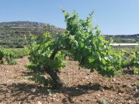 Die heimischen Weine wachsen fast bodennah aufgrund des Windes und der Wasserknappheit, Malta