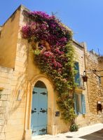 Typisch Mittelmeer, die rankende Bougainvilea an einem Haus in Mdina