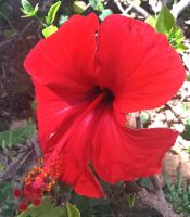 Hibiskus am Straßenrand, Rabat