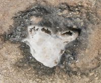 Wenn das Meerwasser auf den Klippen verdunstet, bleibt das Salz liegen, Gozo