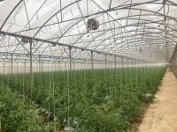 9000 Tomatenpflanzen in einem Gewächshaus