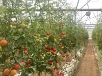 diese Pflanzen hatte ich voriges Jahr in klein gesehen 