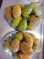 Kaktusfeigen/Farmhaus/Malta