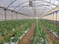 Tomatenanpflanzung/Gewächshaus/Malta