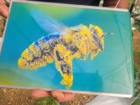 Biene voller Blütenstaub/Malta