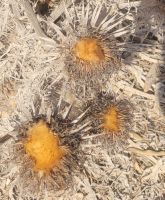 Wilde Artischocken/Comino/Maltesisches Archipel