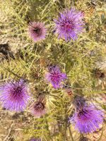 Distel/Comino/Maltesiches Archipel &ndash; &copy; Susanne Hofen (Eberhardt TRAVEL)