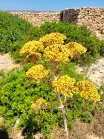 Pflanzenwelt/Comino/Maltesiches Archipel &ndash; &copy; Susanne Hofen (Eberhardt TRAVEL)