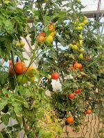 Tomatenanpflanzung/Gewächshaus/Malta &ndash; &copy; Susanne Hofen (Eberhardt TRAVEL)