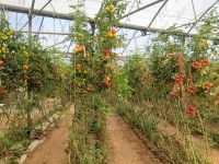 Tomatenanpflanzung/Gewächshaus/Malta &ndash; &copy; Susanne Hofen (Eberhardt TRAVEL)
