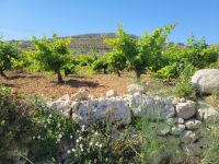 Weinanbau/Malta &ndash; &copy; Susanne Hofen (Eberhardt TRAVEL)