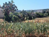 Zwiebelpflanze/Malta &ndash; &copy; Susanne Hofen (Eberhardt TRAVEL)