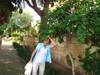 San Anton Gärten in Attard