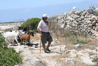 Ein Hirte und seine Schafe und Ziegen