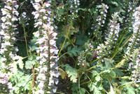 Acanthus -zu deutsch: Bärenklau