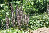 Acanthus -zu deutsch: Bärenklau