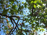 Apfelsine gefällig?