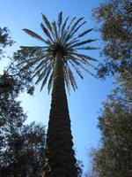 Schon ganz schön hoch, so eine Palme...