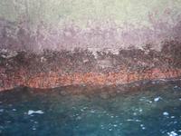 Kleine orangene Korallen