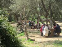Picknick in Buskett Gardens