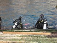 Oft gesehen - Taucher auf Malta