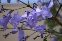 Blütenpracht am Blauen Grotte