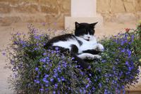 Entspannende Eindrücke aus dem San Anton Garden