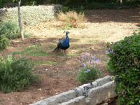 Pfau im San Anton Garden