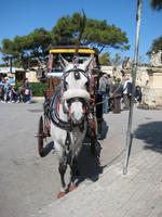 Typisch maltesiche Kutsche vor Mdina