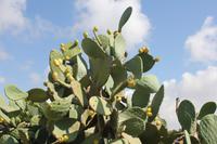 Vegetation Maltas - Kaktusfrucht