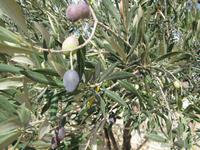 Milchbetrieb auf Malta