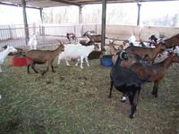 Milchbetrieb auf Malta