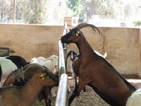 Milchbetrieb auf Malta