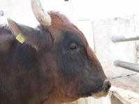 Milchbetrieb auf Malta