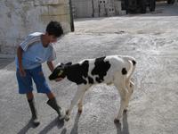 Milchbetrieb auf Malta