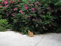 Stadtrundgang Rabat & Mdina