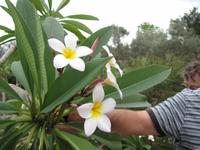 Besichtigung - Olivenfarm