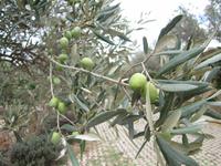 Besichtigung - Olivenfarm