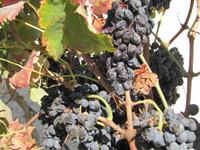 Panoramafahrt in den Norden Maltas - Limestone Heritage