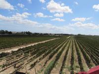 Panoramafahrt in den Norden Maltas - Weingut 