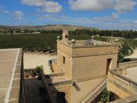 Panoramafahrt in den Norden Maltas - Weingut 