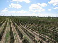 Panoramafahrt in den Norden Maltas - Weingut 